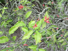 Euphorbia tithymaloides