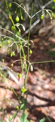 Dianella adenanthera