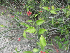 Euphorbia tithymaloides