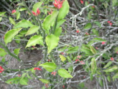 Euphorbia tithymaloides