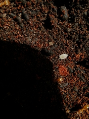 Platyarthrus hoffmannseggii