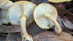 Gymnopilus fulvosquamulosus