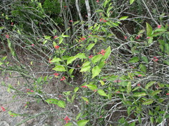 Euphorbia tithymaloides