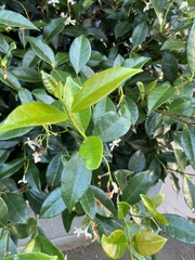 Trachelospermum jasminoides