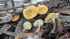 Gymnopilus fulvosquamulosus