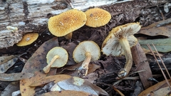 Gymnopilus fulvosquamulosus