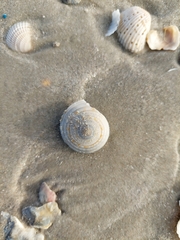 Architectonica nobilis