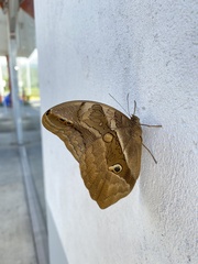 Eryphanis