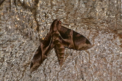 Eumorpha anchemolus