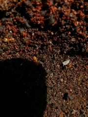 Platyarthrus hoffmannseggii