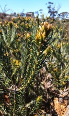 Banksia ericifolia