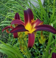 Hemerocallis