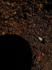 Platyarthrus hoffmannseggii