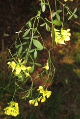 Listia bainesii