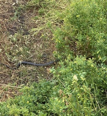 Notechis scutatus occidentalis