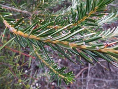 Banksia ericifolia
