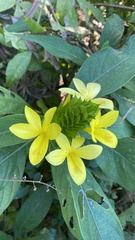 Barleria oenotheroides