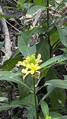 Barleria oenotheroides