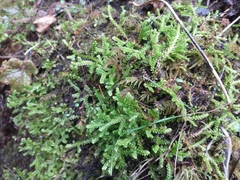 Selaginella douglasii