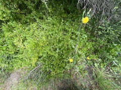 Sonchus asper
