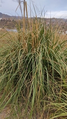 Cortaderia jubata