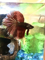 Betta splendens