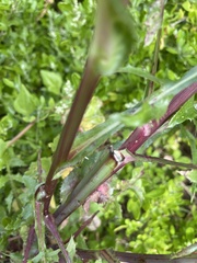 Sonchus asper