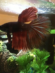 Betta splendens