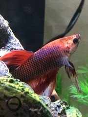 Betta splendens
