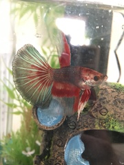 Betta splendens