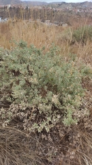 Atriplex semibaccata
