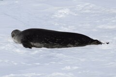 Leptonychotes weddellii