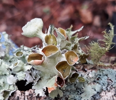 Parmotrema perforatum