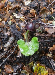 Corybas obscurus