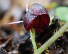 Corybas obscurus
