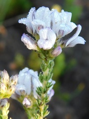 Aspalathus cephalotes