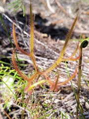 Drosera binata