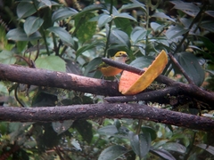 Tangara icterocephala