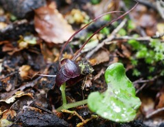 Corybas obscurus