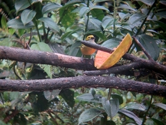 Tangara icterocephala