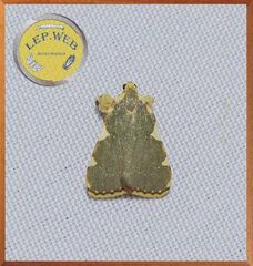 Parachma rufoflavalis