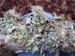 Parmotrema perforatum