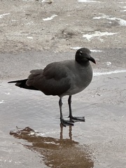 Leucophaeus fuliginosus