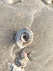Architectonica nobilis
