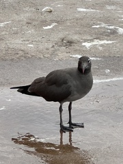 Leucophaeus fuliginosus