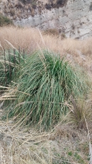 Cortaderia jubata