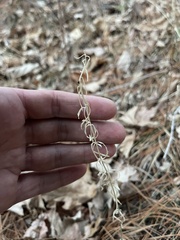 Campanula intercedens