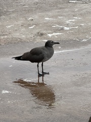 Leucophaeus fuliginosus