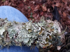 Parmotrema perforatum