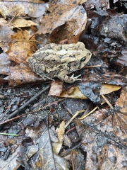 Anaxyrus terrestris